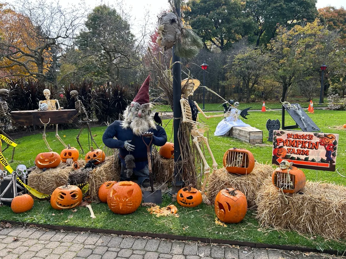 A display of halloween items such as jack-o-lanterns and skeltons set up in a park.