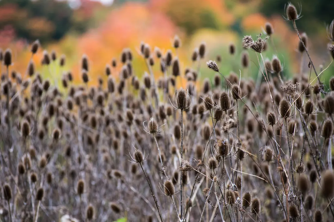 A field of dry bull thistle.