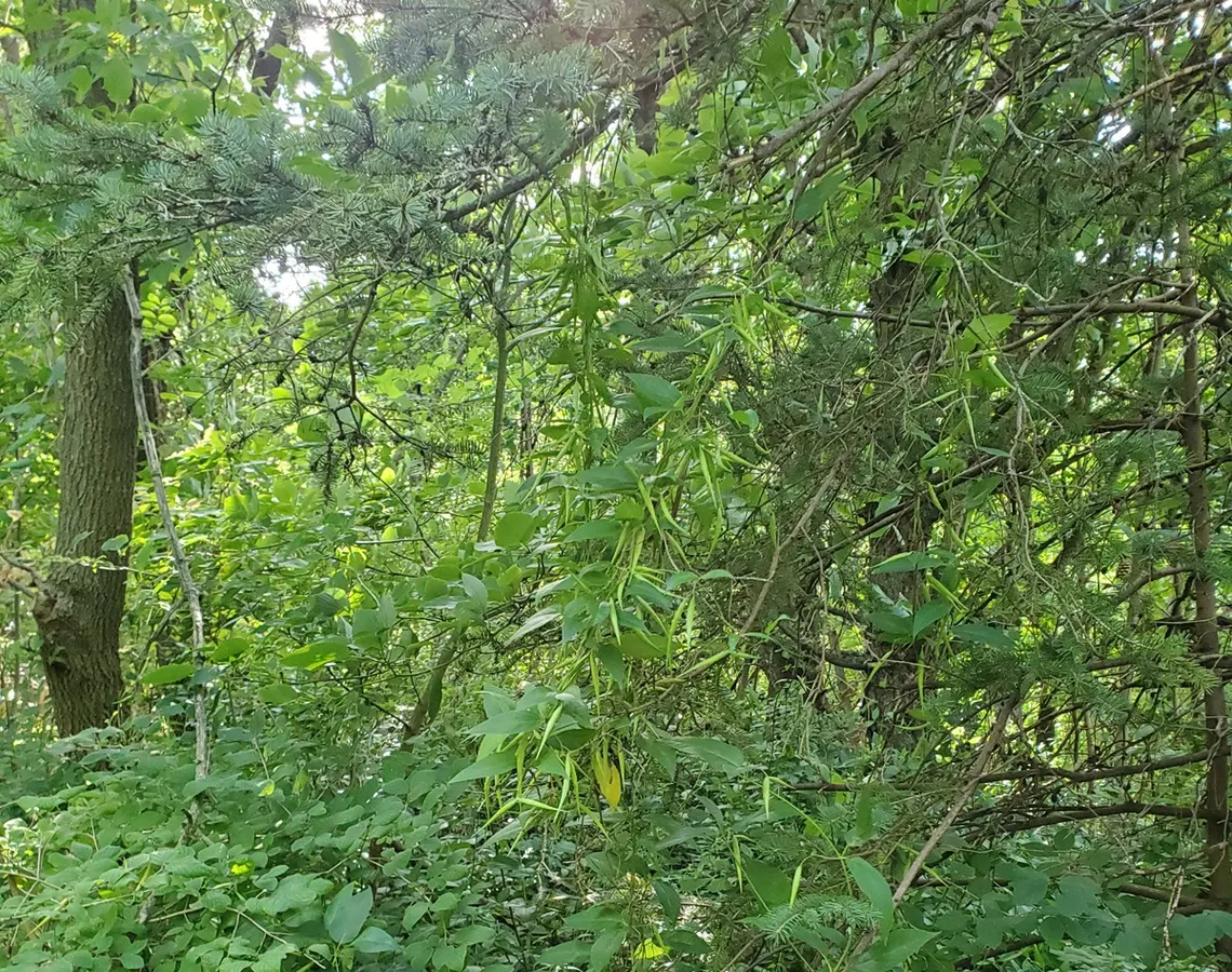 Tangle of invasive plants and seed pods hanging from tree