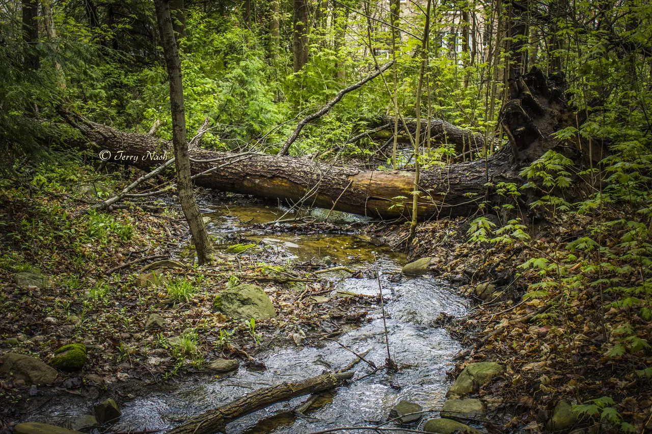 Creek, fallen wood and green woodland in Altona Forest