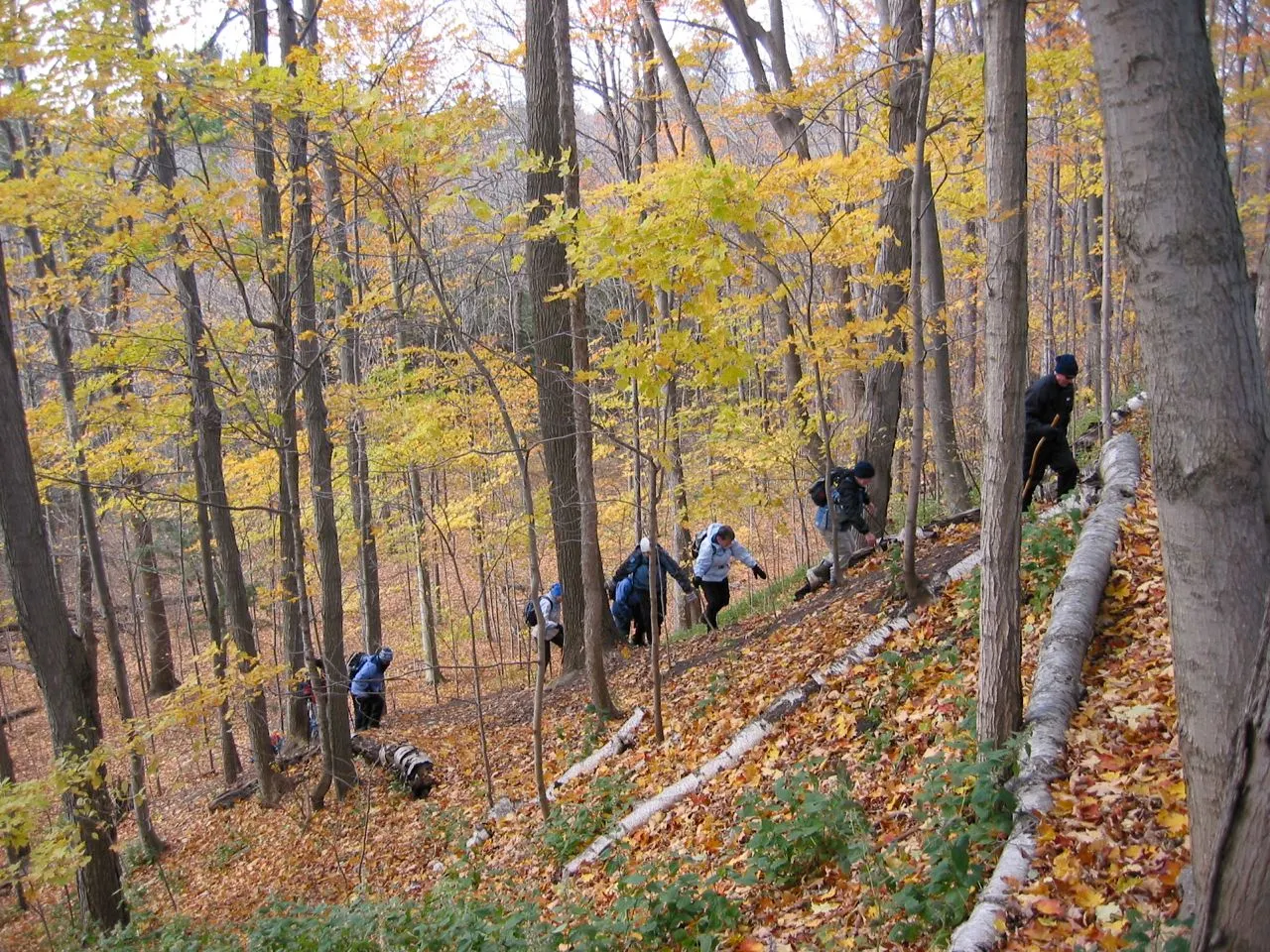 Walkers on a wooded slope of the Seaton Trail
